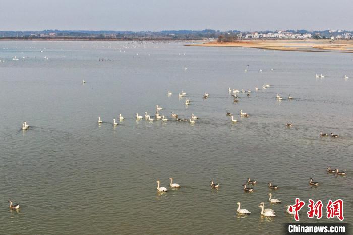 Various sorts of migrant birds seen in E China’s Jiangxi Province