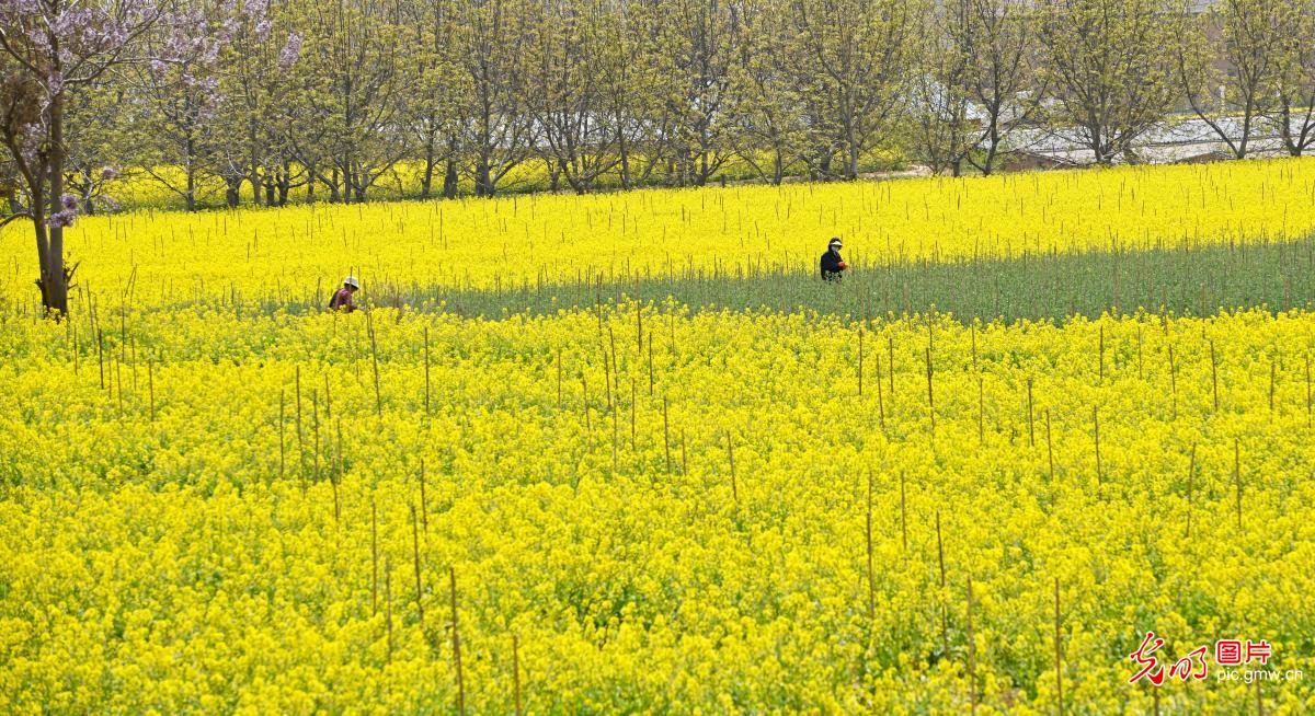 Farmers in the golden sea of flowers